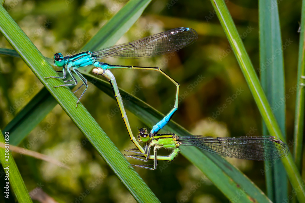 Mating pair of blue and green azure damselfly, a beautiful dragonfly Mating pair of blue and green azure damselfly, a beautiful dragonfly