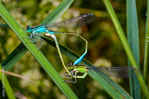 Mating pair of blue and green azure damselfly, a beautiful dragonfly