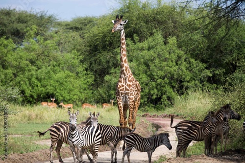 Obraz na płótnie Girafe en couverture