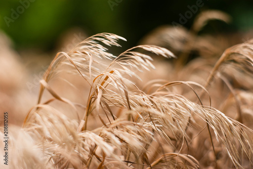 Grass swaying flutter wheel wind on the mountain photo