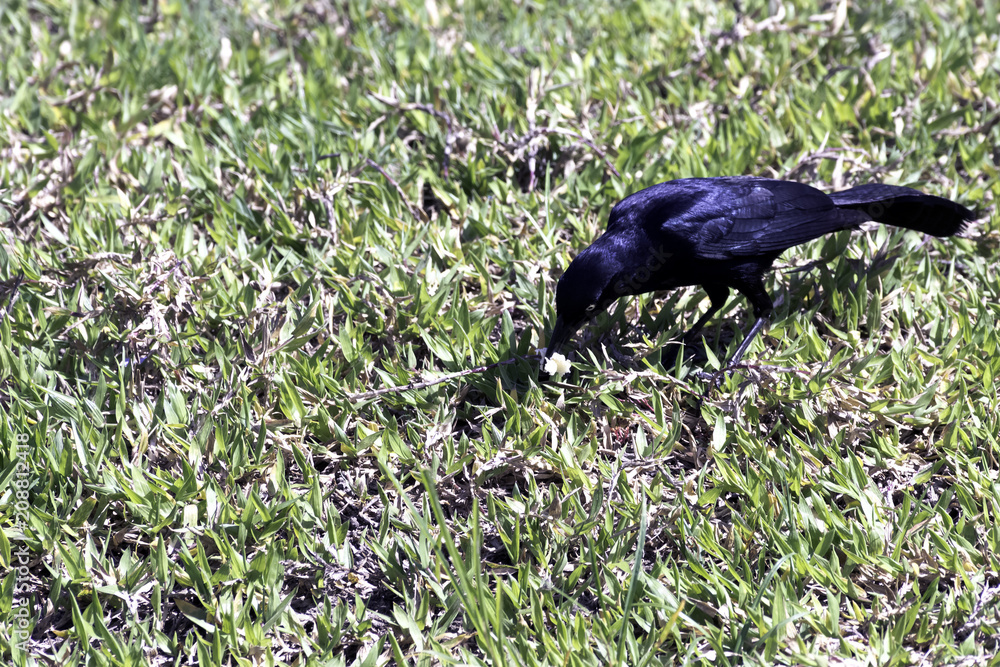 Naklejka premium Greater Antillean grackle (Quiscalus niger) - Varadero, Cuba