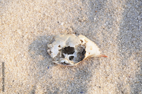 Crab Shell In Sand