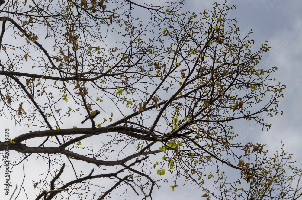 Lime-tree or Tilia in the springtime with old, new leaves and titmouse or Paries, Sofia, Bulgaria Lime-tree or Tilia in the springtime with old, new leaves and titmouse or Paries, Sofia, Bulgaria