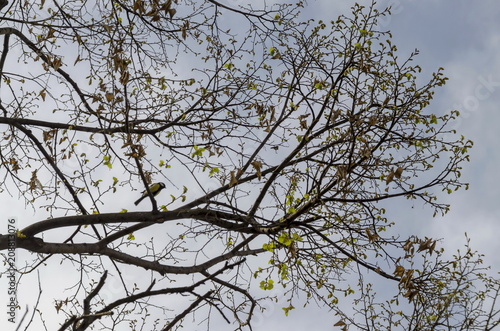 Lime-tree or Tilia in the springtime with old, new leaves and titmouse or Paries, Sofia, Bulgaria 