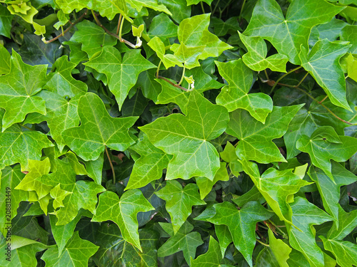 dense growth of bright green ivy in close up background image