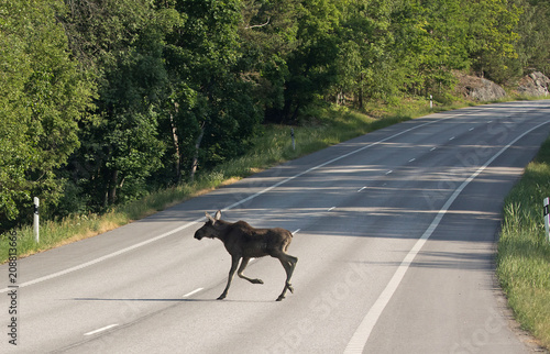 Moose crossing a road