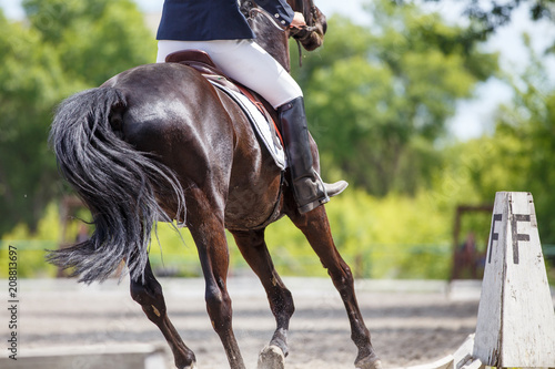 Girl riding horse on dressage competition. Rear view with copy space. Equestrian sport background
