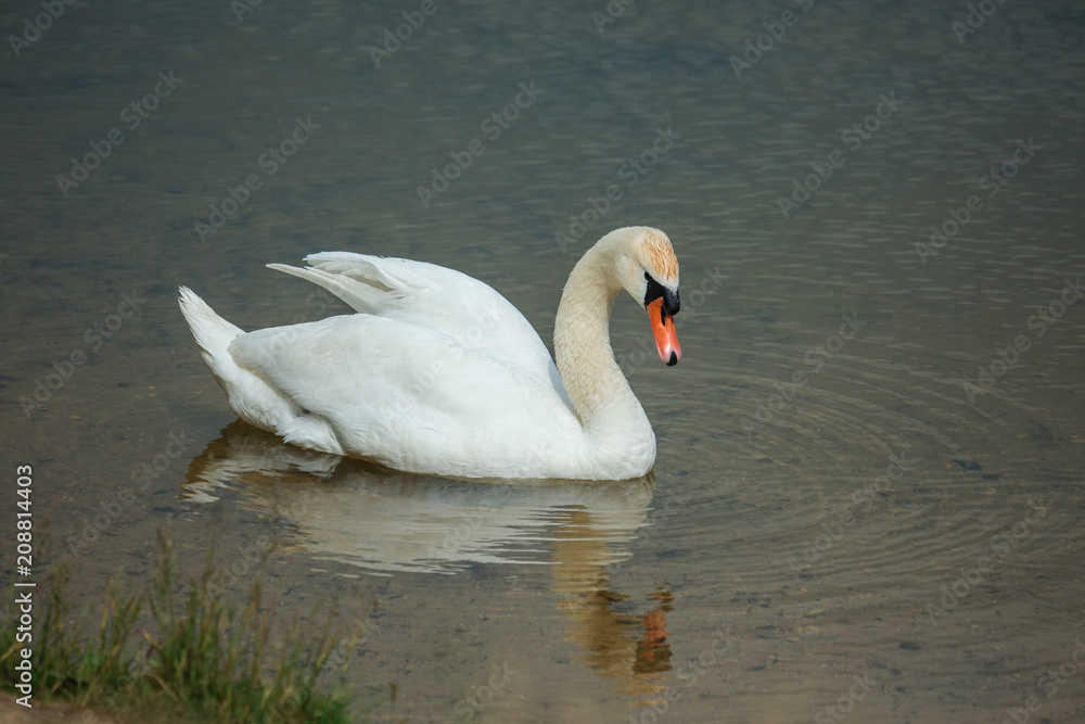 Fototapeta premium Mute swan (Cygnus olor)