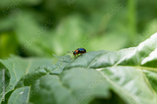 A small beetle. © marie_tatiant