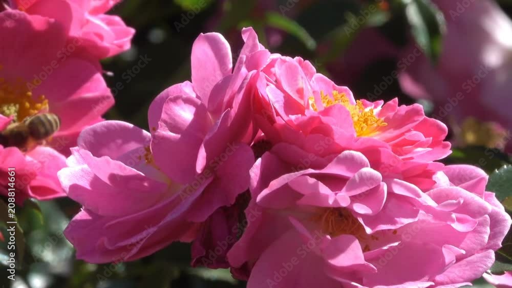 Garden red roses bloom in bright sunny and windy summer day video footage with the effect of moving the camera and zooming Garden red roses bloom in bright sunny and windy summer day video footage with the effect of moving the camera and zooming