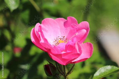 Fototapeta Naklejka Na Ścianę i Meble -  blume