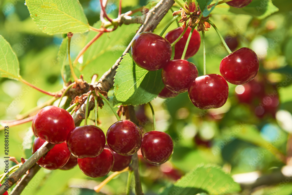 Many bright red cherries on the branch
