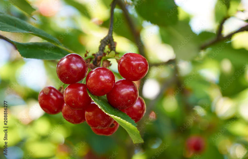 Many bright red cherries on the branch