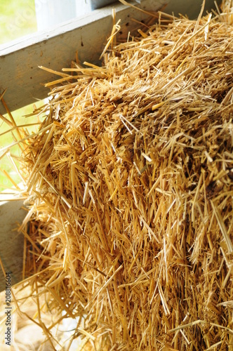 Hay