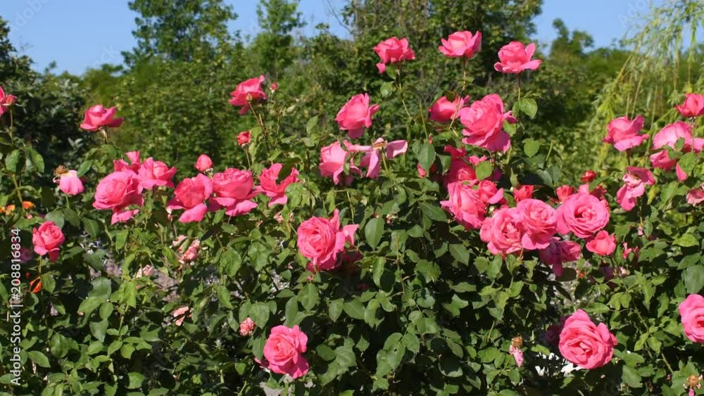 Rose bushes in garden Rose bushes in garden