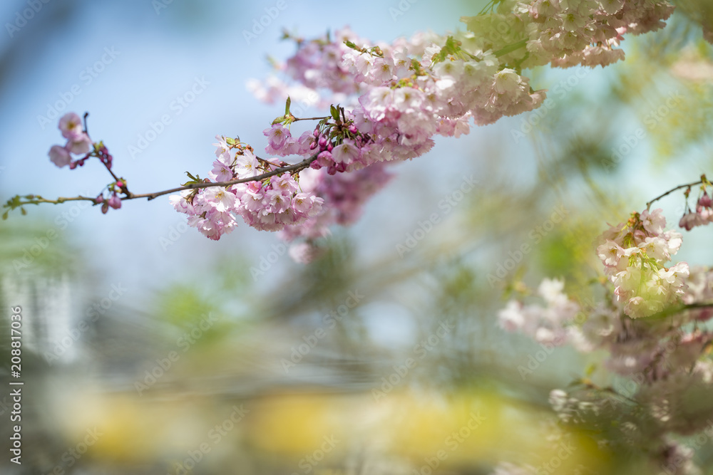 Fototapeta premium cherry