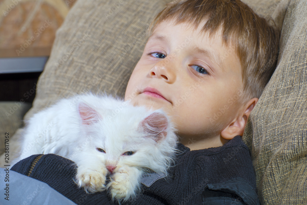 A young and cheerful little boy is playing with a white cat on the couch A young and cheerful little boy is playing with a white cat on the couch