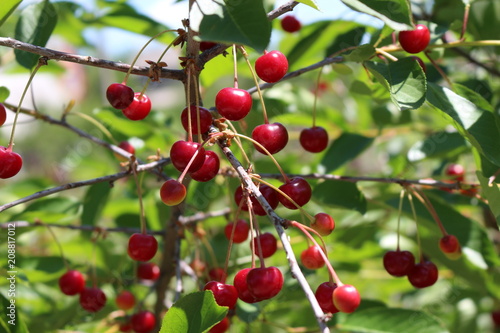 Cherry berries ripen on a tree