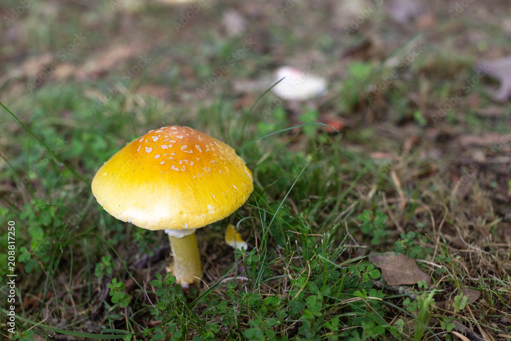 Volunteer mushroom on the front lawn after the rain. Volunteer mushroom on the front lawn after the rain.