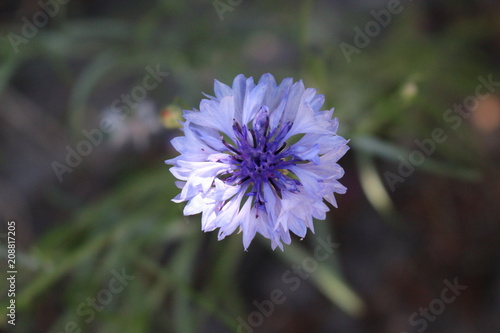 Blue cornflower bloomed in a meadow