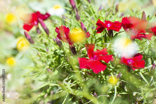 Red roses growing in the garden photo