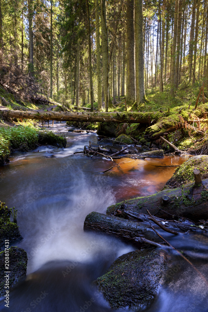 Obraz premium Brook in forest 2