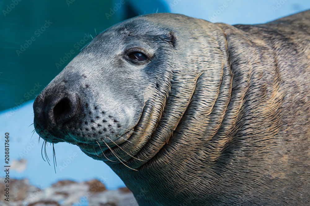 Naklejka premium Foka szara (Halichoerus grypus)