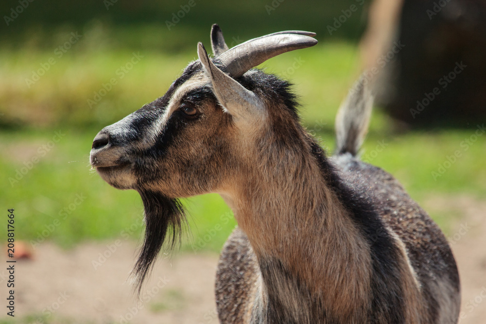 Capra hircus var. domestica cameruni Capra hircus var. domestica cameruni