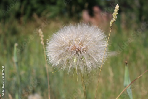 Dandelion waits for the wind