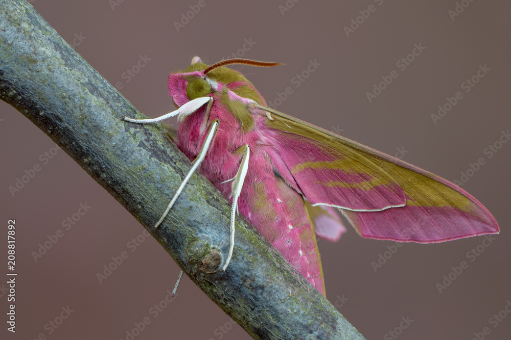 Obraz premium Butterfly - elephant hawk-moth - Deilephila elpenor
