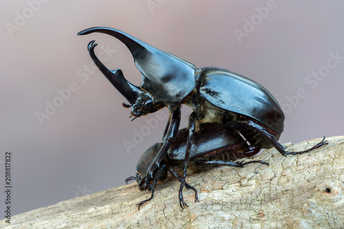 brown rhinoceros beetle - Xylotrupes gideon sumatrensis