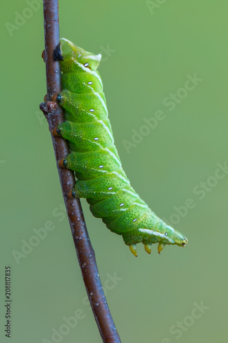 caterpillar - the Kentish glory - Endromis versicolora