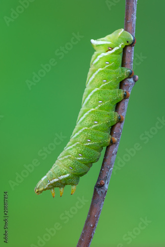 caterpillar - the Kentish glory - Endromis versicolora photo