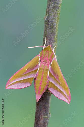 Butterfly - elephant hawk-moth - Deilephila elpenor photo