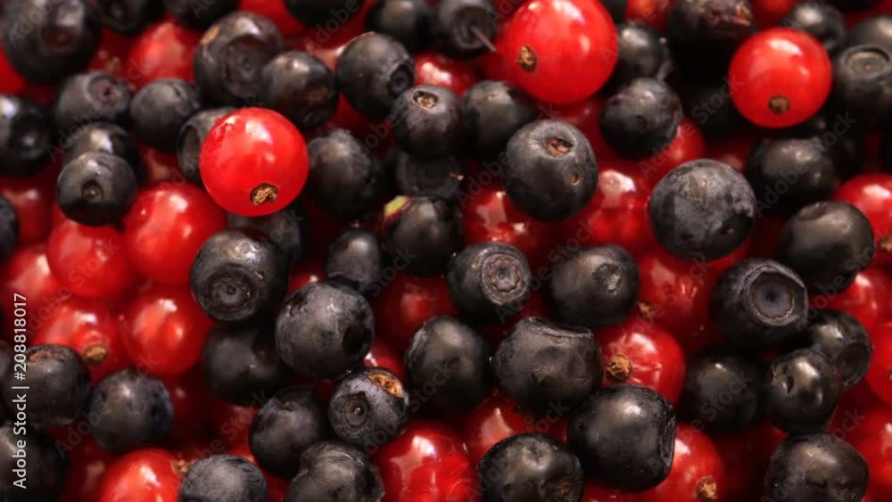 Rotating Blueberry Ordinary And Red Currant 1. Rotating Blueberry Ordinary And Red Currant 1.