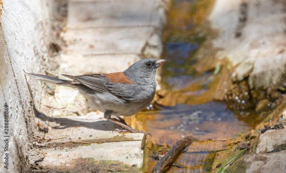 Dark-eyed junco, gray-headed subspecies, in log at Capulin Spring in Sandia Mountains, New Mexico Dark-eyed junco, gray-headed subspecies, in log at Capulin Spring in Sandia Mountains, New Mexico