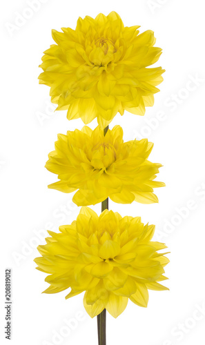 Fototapeta Naklejka Na Ścianę i Meble -  dahlia flower isolated