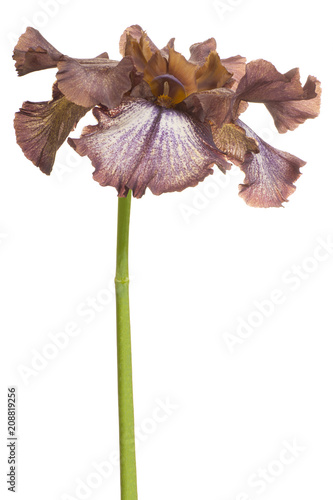 Fototapeta Naklejka Na Ścianę i Meble -  iris flower isolated