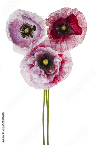Fototapeta Naklejka Na Ścianę i Meble -  poppy flower isolated