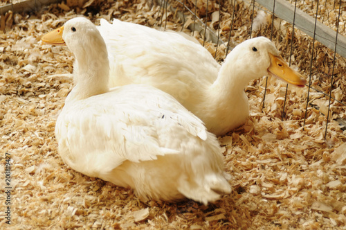 Farm Ducks