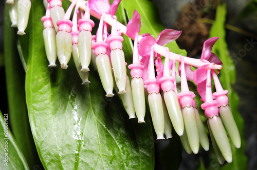 Orchids