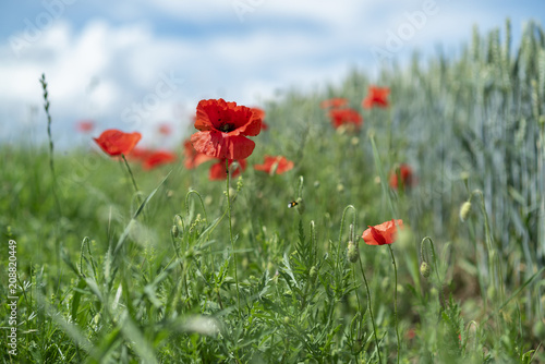 Close up of a poppy against a backdrop of wild flowers and cornfields in Vaud Canton, Switzerland