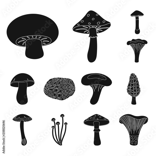 Poisonous and edible mushroom black icons in set collection for design. Different types of mushrooms vector symbol stock web illustration.