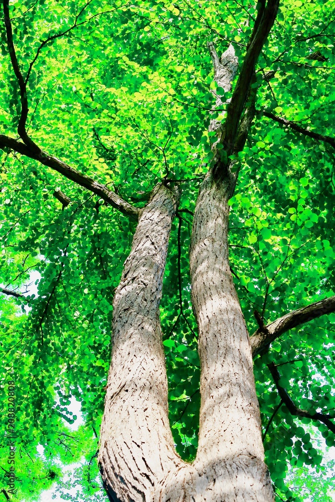 Fototapeta premium 二股に分かれた大木の新緑