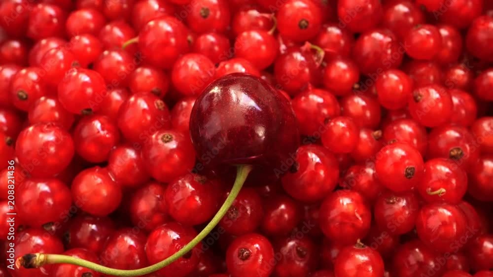 Rotating Cherry on Red Currant. Rotating Cherry on Red Currant.