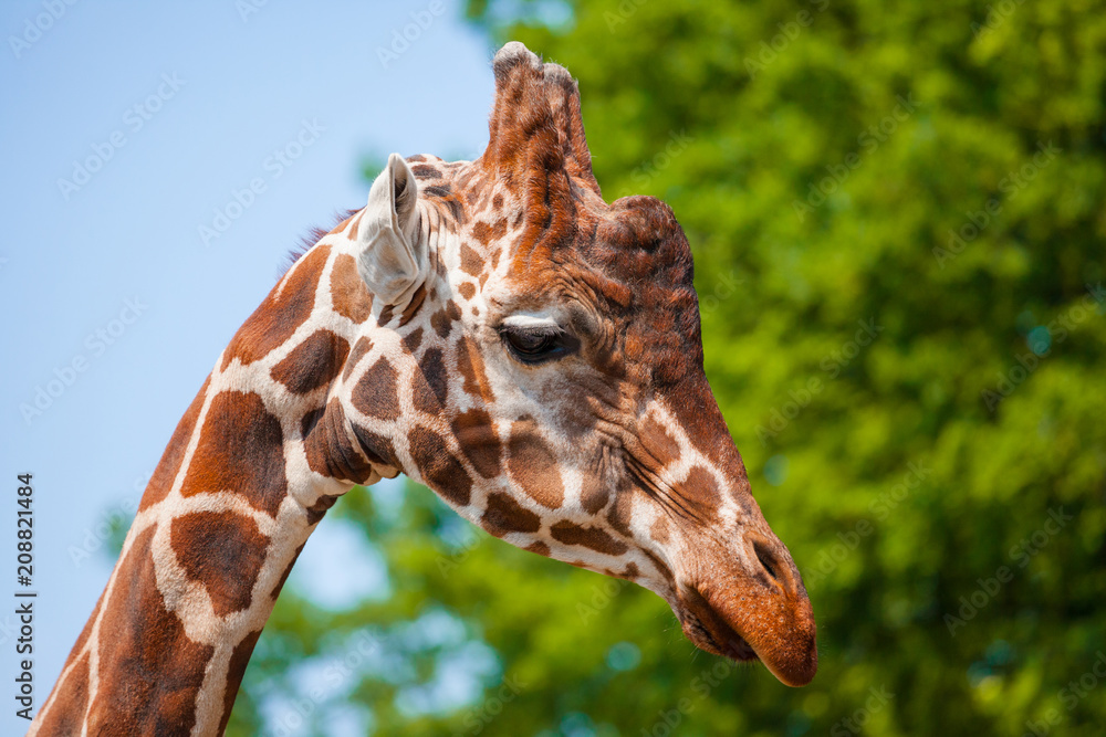 muzzle of a giraffe close-up