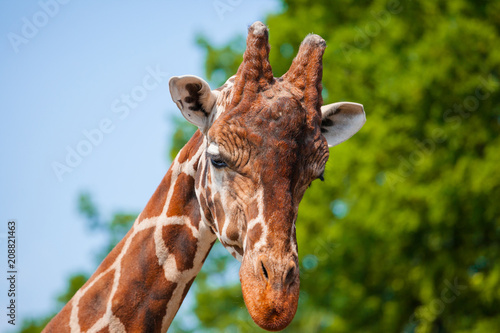 Fototapeta Naklejka Na Ścianę i Meble -  muzzle of a giraffe close-up