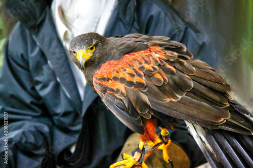 Pet Harris Hawk Used in the Sport of falconry