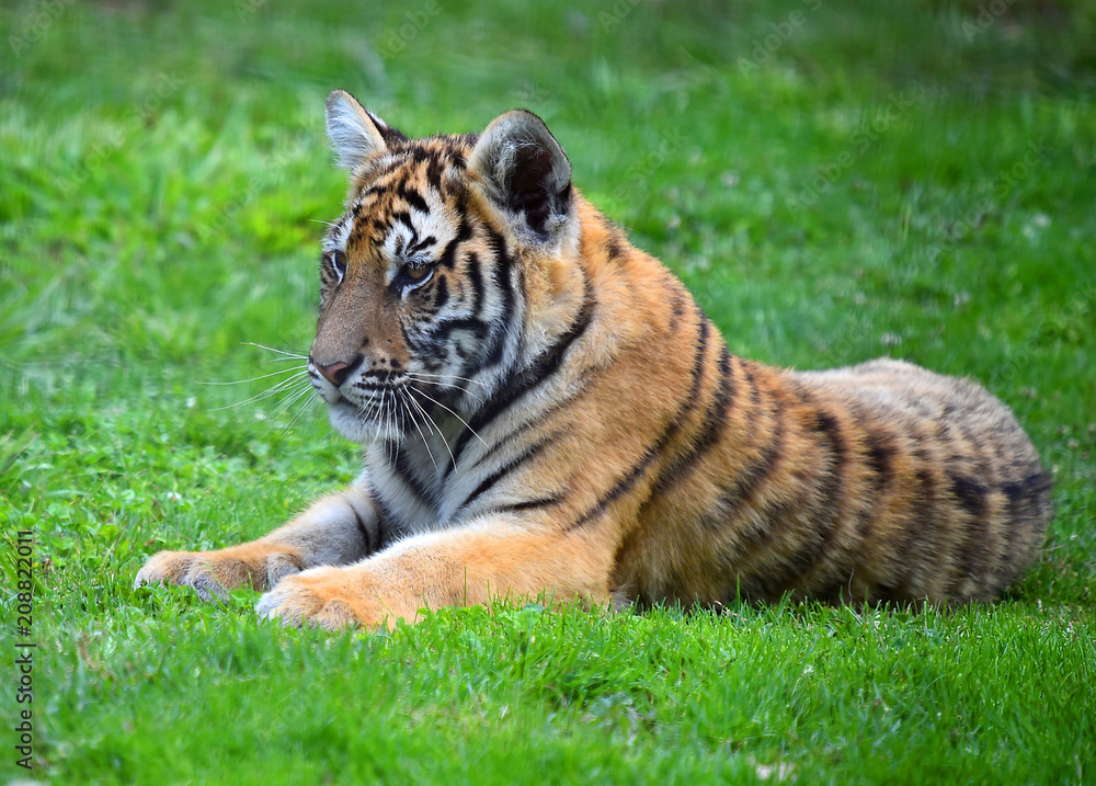 Obraz premium tigre siberiano