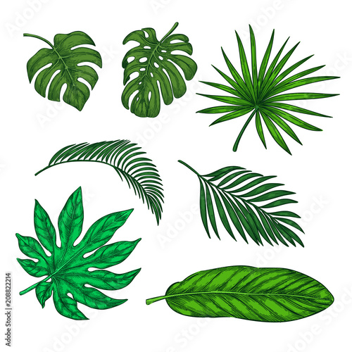 Tropical green palm leaves set, vector sketch illustration. Hand drawn tropic nature and floral design elements